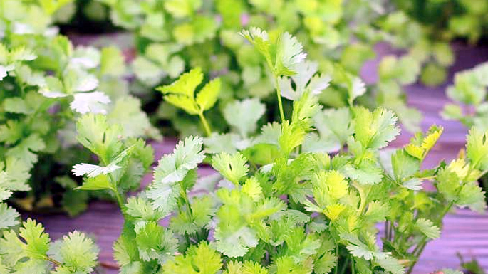 green coriander taste and food decoration