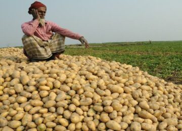 aloo prices is down