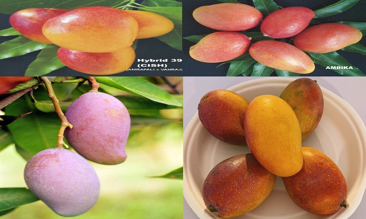 Mango