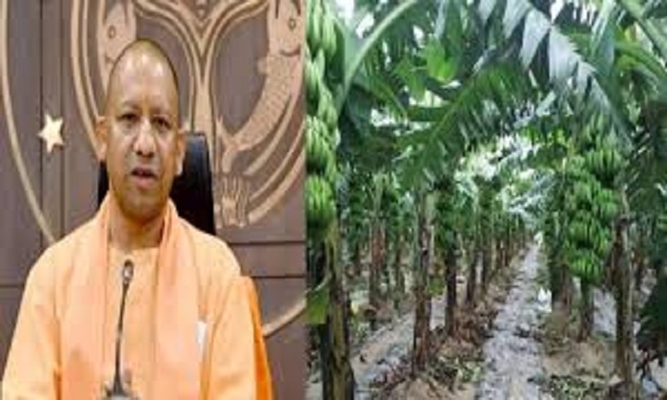 The craze of banana cultivation increased among farmers