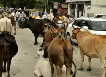 Cattle Catching