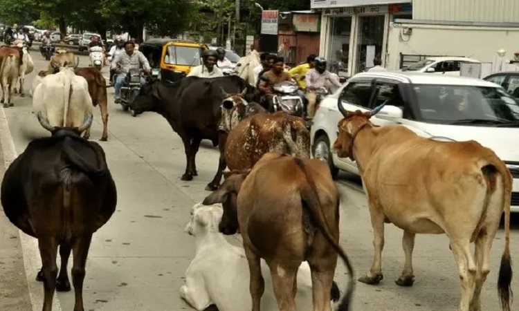 Cattle Catching