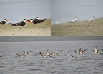 Siberian birds will stay with us till Maha Kumbh