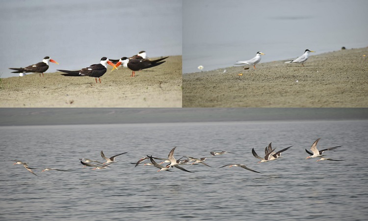 Siberian birds will stay with us till Maha Kumbh