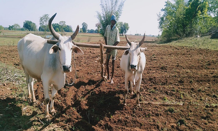 Natural Farming